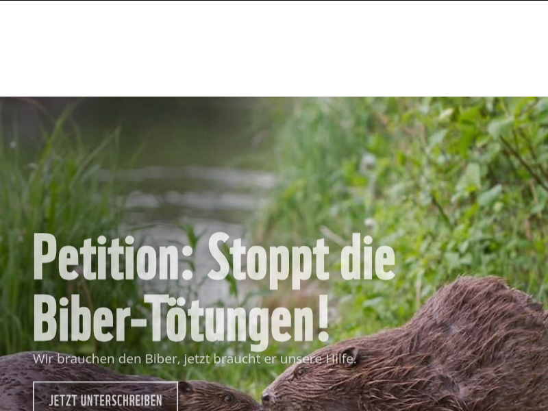 Fotostrecke: Diese Haie leben im Mittelmeer - WWF Österreich