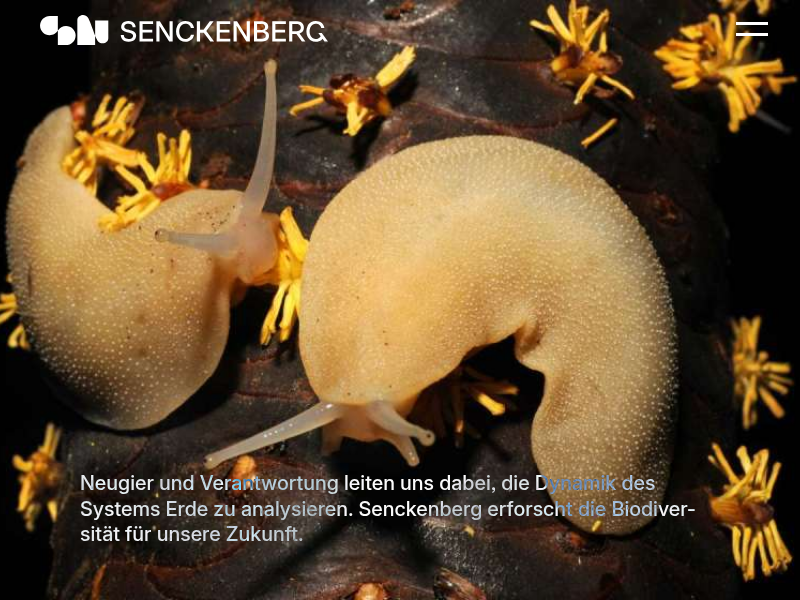 Arachnida: Acarological Colloquium / Milbenkundliches Kolloquium | Senckenberg Gesellschaft für Naturforschung
