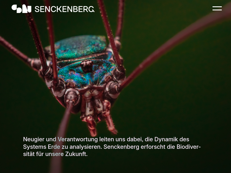 Sektion Meiobenthonische Arthropoda | Senckenberg Naturforschung