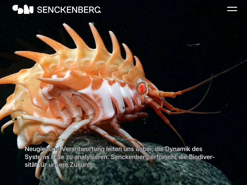 Das Institut: Senckenberg Centre for Human Evolution and Palaeoenvironment | Senckenberg Gesellschaft für Naturforschung