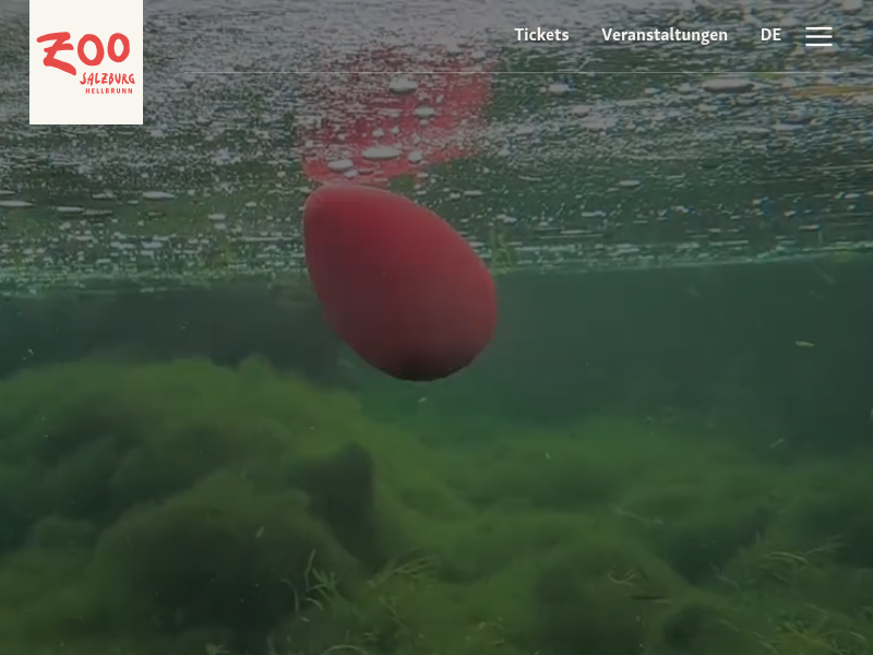 vietnamesischer Moosfrosch|Zoo Salzburg