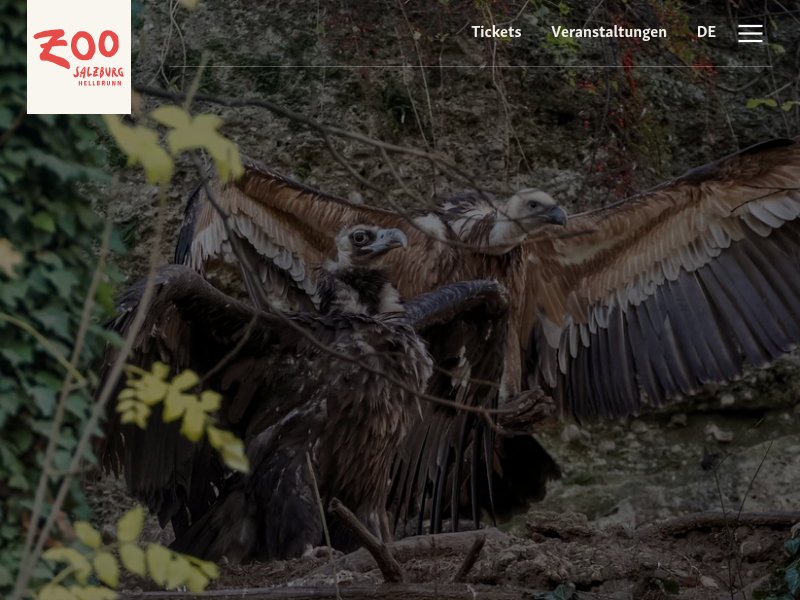 Gepard| Zoo Salzburg