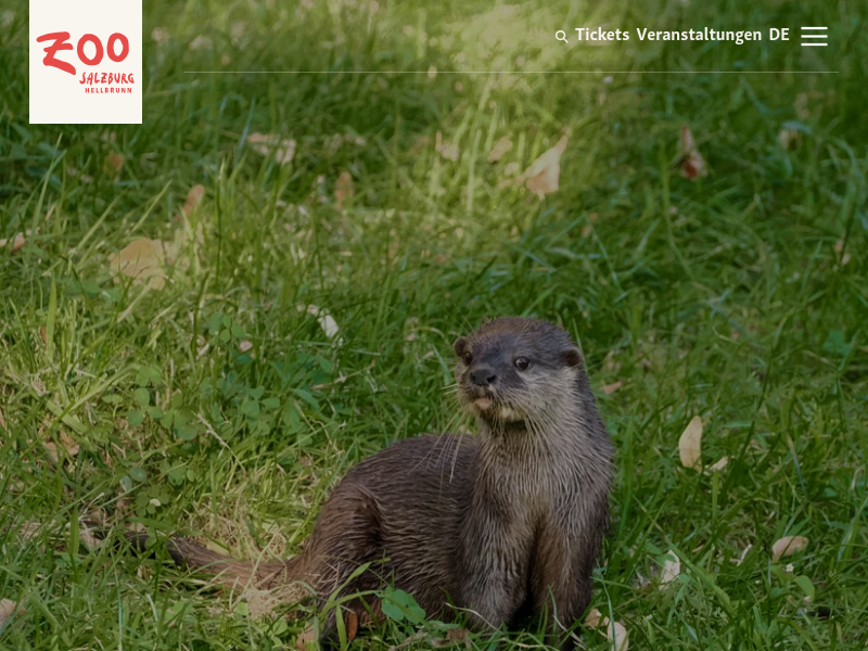 Geschenkideen für Tierfans | Zoo Salzburg