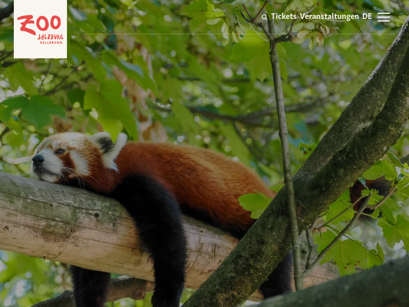 Honigbiene|Zoo Salzburg