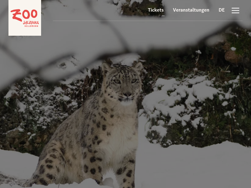 afrikanischer Löwe | Zoo Salzburg