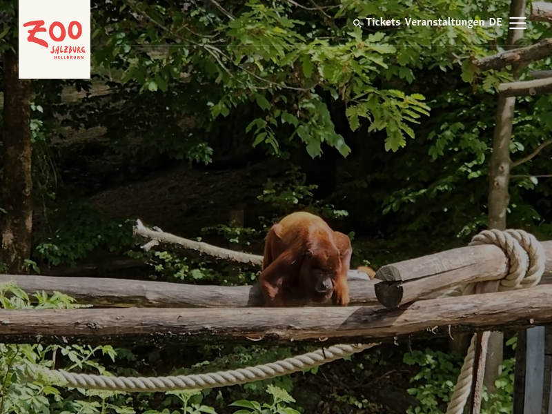 Kamerunschaf |Zoo Salzburg