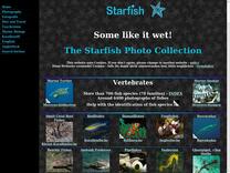 2. Systematik Quallen Rippenquallen, Schirmquallen, Würfelquallen - Ctenophora, Scyphozoa, Cubozoa