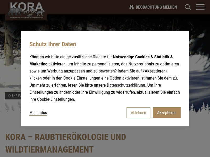 Kanton Wallis: Eine Wölfin mit einem GPS-Sender ausgestattet | KORA – Raubtierökologie und Wildtiermanagement - KORA