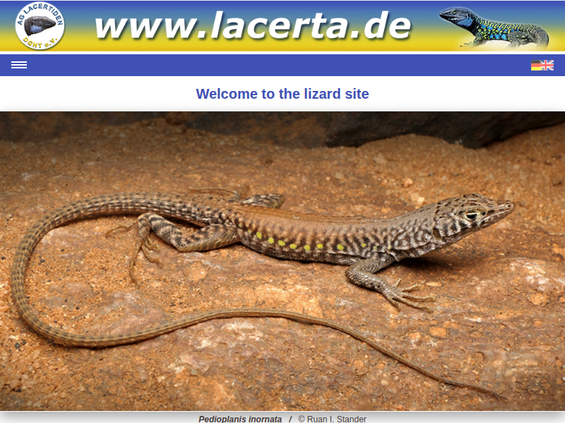 Lacerta strigata EICHWALD, 1831