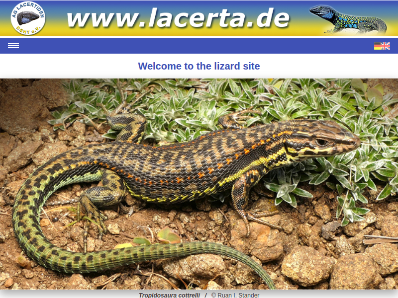 Podarcis pityusensis - Bibliografie