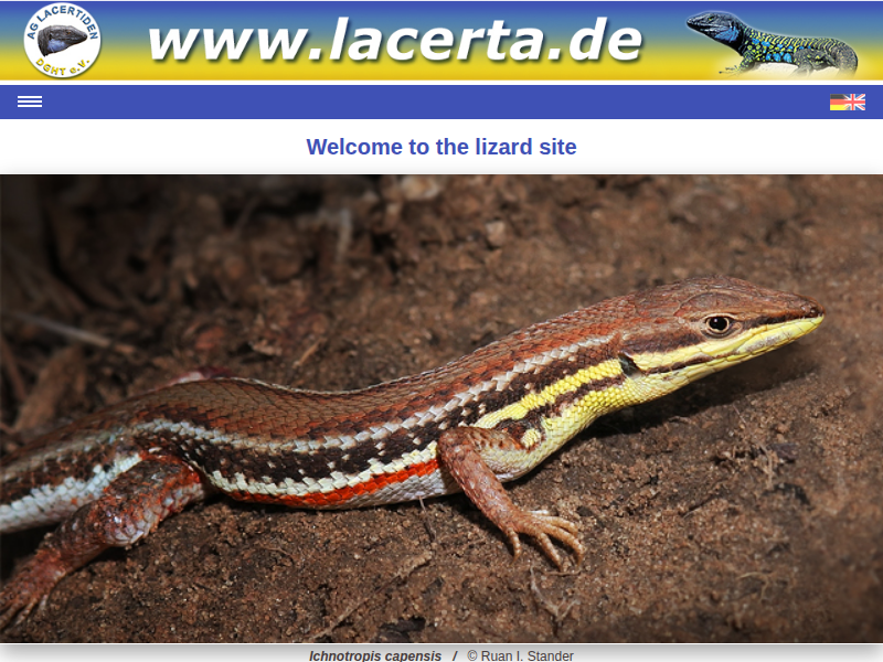 Podarcis muralis maculiventris - Italy / Trentino-Alto Adige “Wild” Bilder