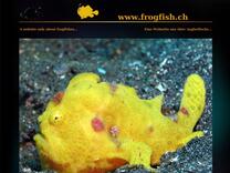 Fowlerichthys senegalensis - Antennarius senegalensis (Senegalese Frogfish - Senegal Anglerfisch) - Frogfish / Anglerfisch: Identification key, behavior, range, habitat, photos / Bestimmungsschlüssel, Merkmale, Verhalten, Vorkommen, Verbreitung, Fotos