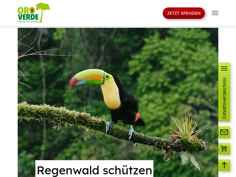 Palmöl – Begehrter Rohstoff aus dem Regenwald