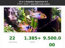▷ Pinselalgenfresser im Aquarium | Alle Infos und Details