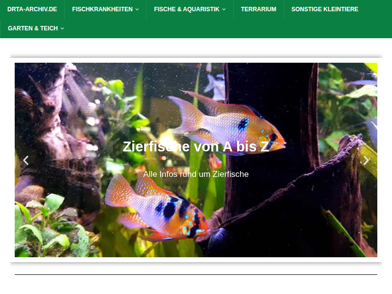▷ Welse im Aquarium | Alle Infos und Details