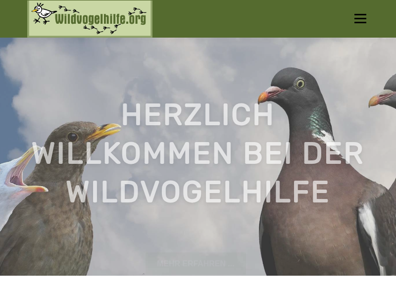 Nahrung für junge Mauersegler - Wildvogelhilfe.org