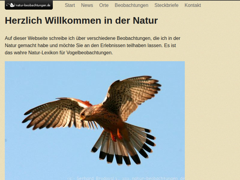 Seeadler Kampf - Bilder & Fotos - Natur Beobachtungen