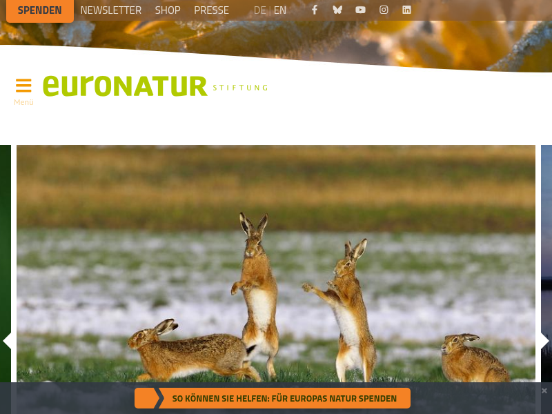 Senne: Ausgezeichnete Heidschnucken - EuroNatur