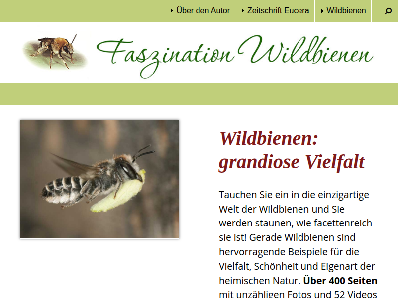 Steckbrief: Colletes daviesanus