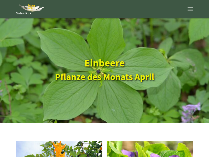 Christophskraut - Botanikus