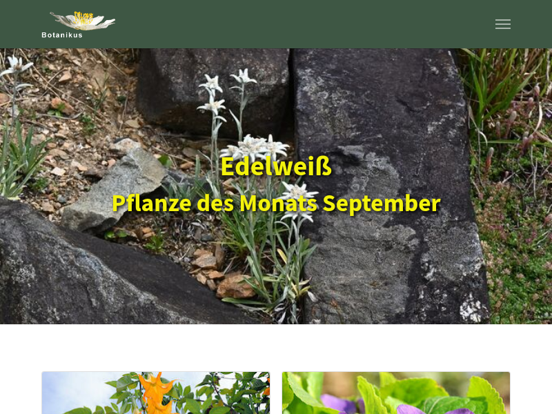 Giftpflanzen im Familiengarten: So planen Sie sichere Spielbereiche - Botanikus