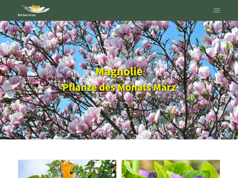 Cannabis anpflanzen – so gelingt es - Botanikus