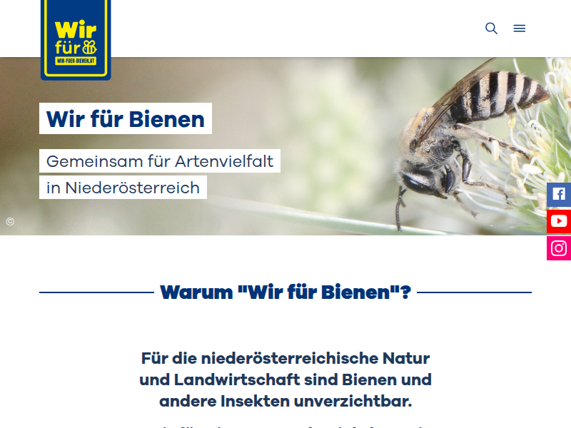 Milchstern-Schuppensandbiene | Wir für Bienen