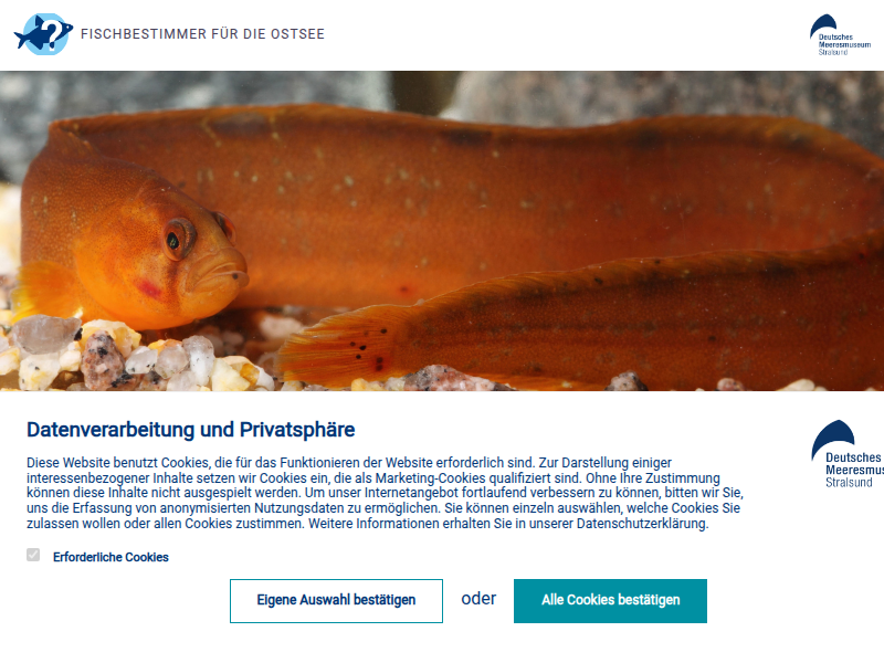 Fischbestimmer | Ziege vom Deutschen Meerenmuseum Stralsund