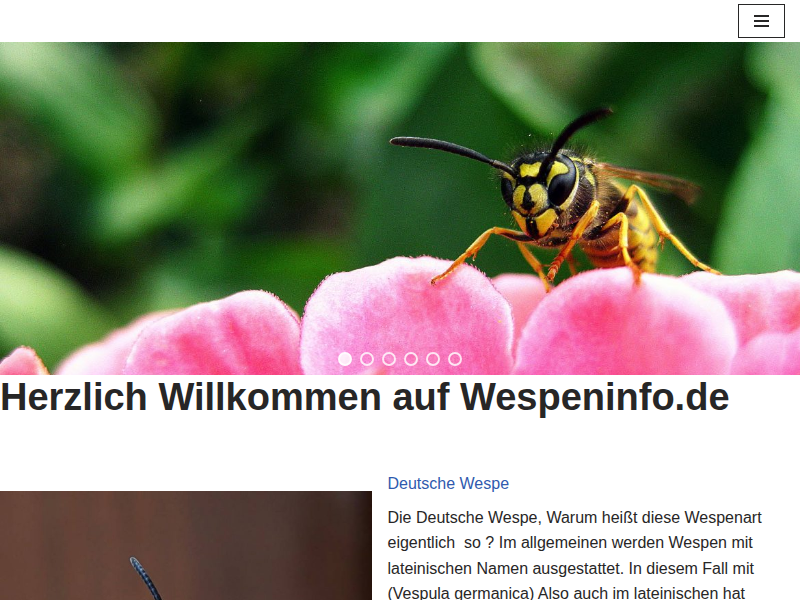 Wespen Hand - Wespeninfo