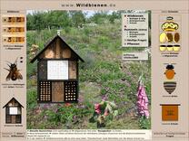 Sandbienen: Andrena ferox