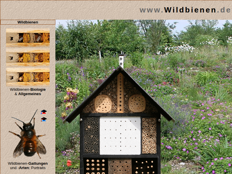 Solitärbienen-Arten: Trauerbienen (Melecta)