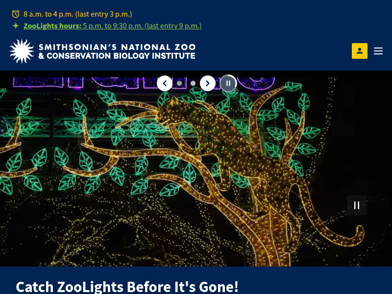 Woo at the Zoo: Andean Bears | Smithsonian's National Zoo and Conservation Biology Institute