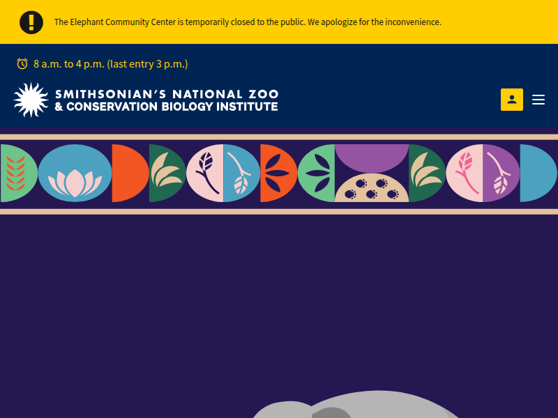 Australian snake-necked turtle | Smithsonian's National Zoo and Conservation Biology Institute