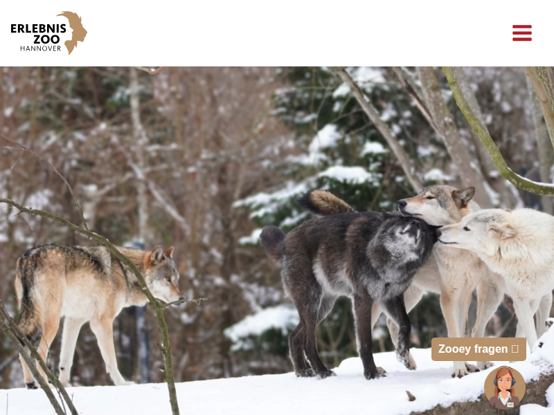 Timberwolf | Erlebnis-Zoo Hannover