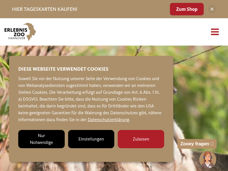Grant-Steppenzebra | Erlebnis-Zoo Hannover