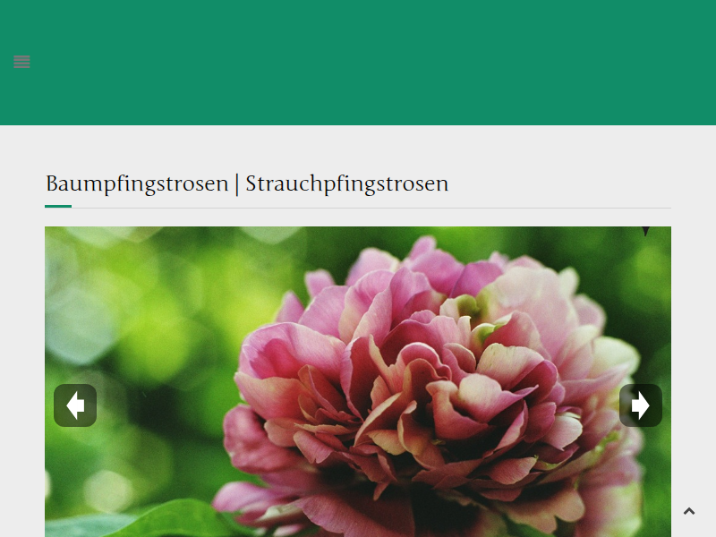 Des Phönix Geschenk - Rockii Päonien | Pfingstrosen