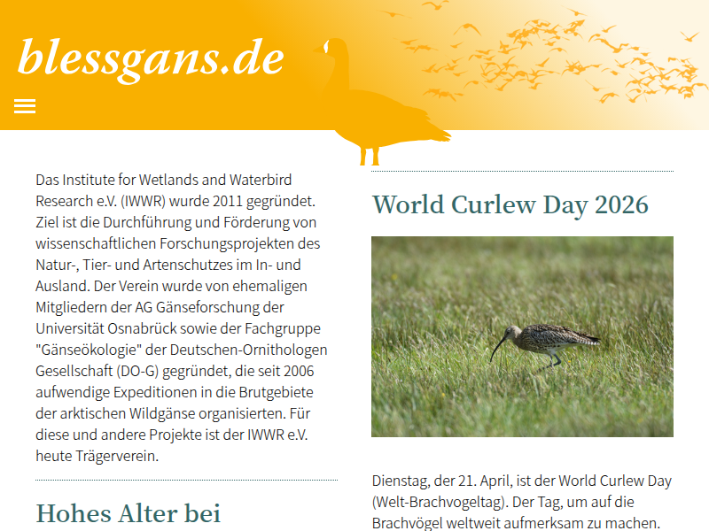 Blessgans.de: Markierte Graugänse in Niedersachsen