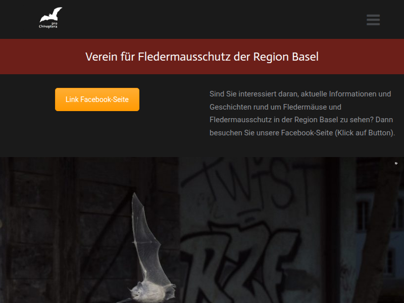 Exkursion: Fledermausvielfalt an der Wiese : Fledermaus