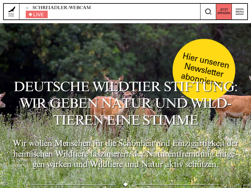 Erfolgreicher Wildbienenschutz in Berlin und München | Deutsche Wildtier Stiftung