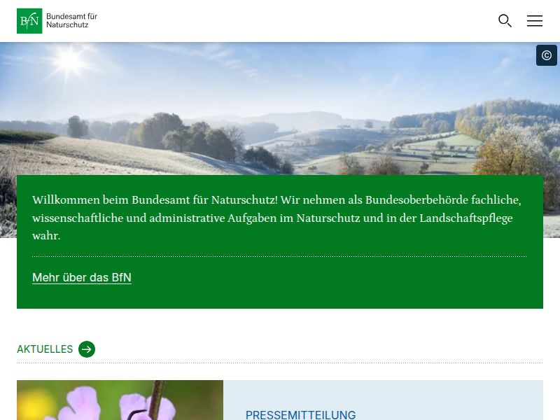 Circus pygargus | BFN