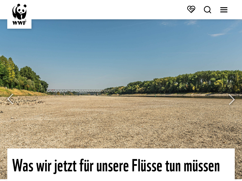 Den Wisent in Augmented Reality erleben