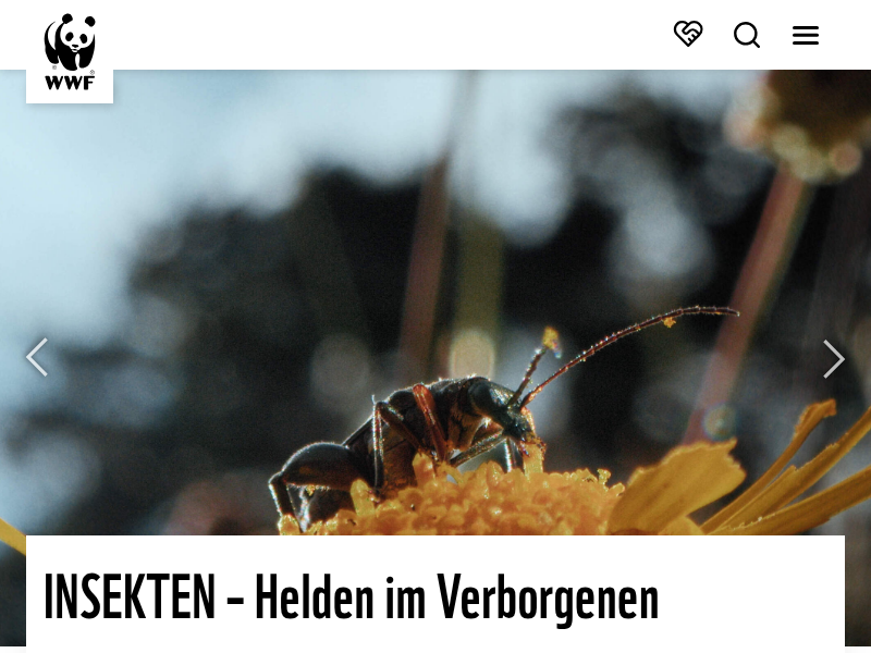 Den Wisent in Augmented Reality erleben
