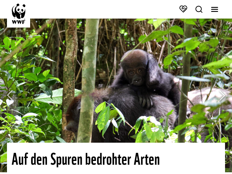 Den Wisent in Augmented Reality erleben