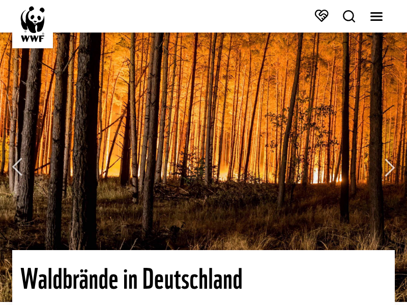 Den Wisent in Augmented Reality erleben
