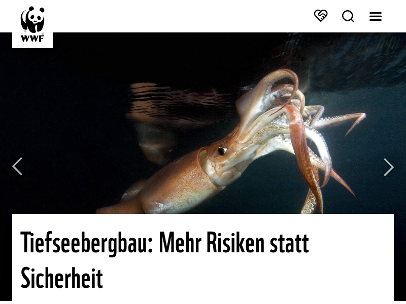 Den Wisent in Augmented Reality erleben