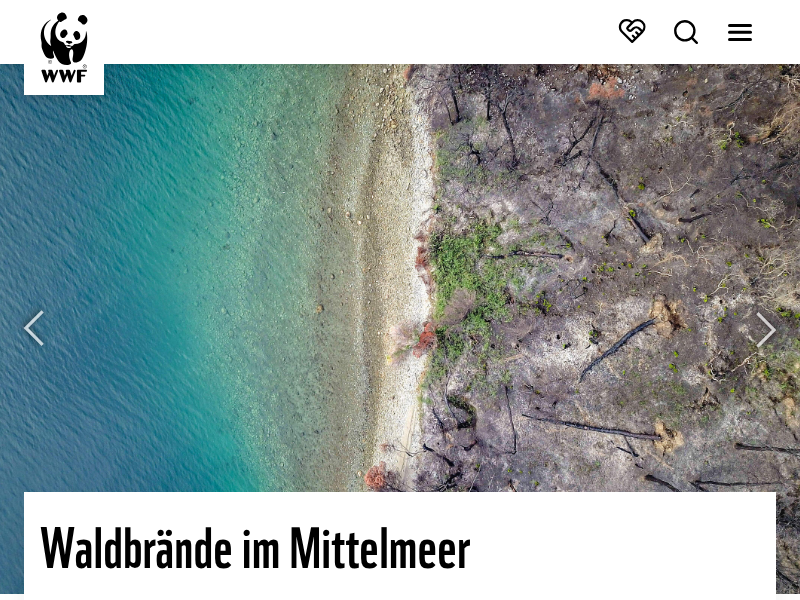 Den Wisent in Augmented Reality erleben