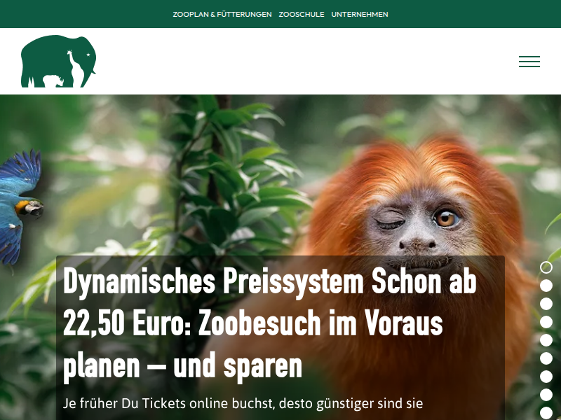 Kölner Zoo - So geht es den Löwen-Jungtieren im Kölner Zoo