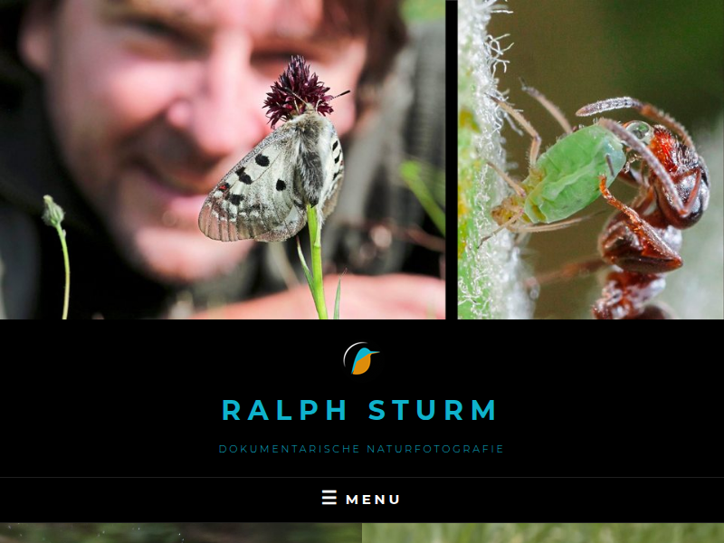 Galerie Insekten – Ralph Sturm