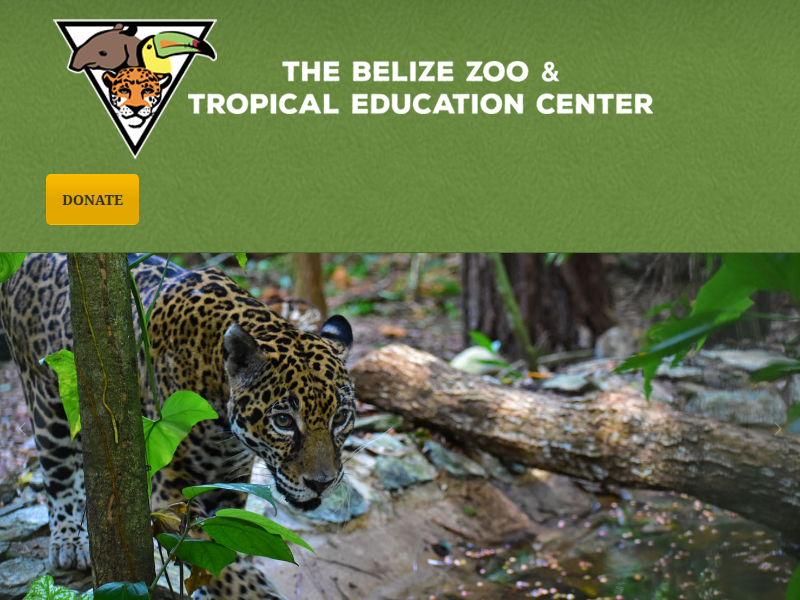 Scarlet Macaw – The Belize Zoo