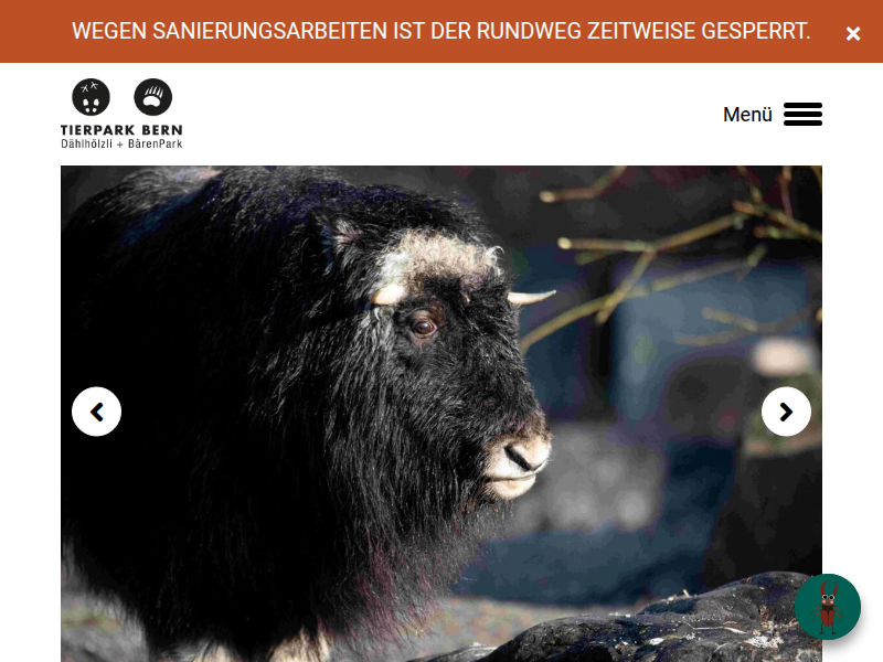 Die kommentierten Seehundefütterungen finden wieder statt! | Tierpark Bern